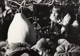 Steve Arthur Rumsey, Theo Schoon growing giant African Gourds, Home Street, Auckland, 1961, 1961, vintage gelatin silver print
