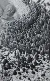 Untitled - Silica Formation by Theodorus Johannes Schoon, gelatin silver print, offered Nov 2022