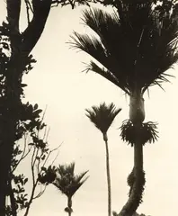 Untitled by Gordon Walters, silver gelatin print, c. 1948, sold Sep 2022