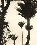 Gordon Walters, Untitled