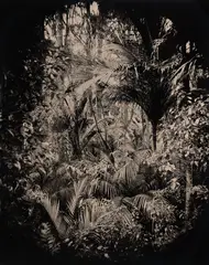A view of a claustrophobic paradise by Ben Cauchi, wet collodion unique photograph on Perspex, 2011, sold Sep 2022