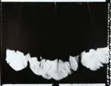 Fiona Pardington, Huia at Dawn, gold-toned gelatin silver handprint, edition of 10
