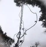 Untitled - hanging vine by Theodorus Johannes Schoon, black and white photograph, c. 1965, sold Jun 2022