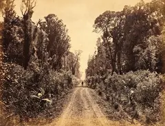 James Bragge, Five Mile Avenue, 40 Mile Bush (between Masterton and Woodville), circa 1875, albumen print