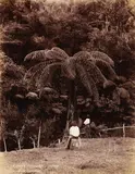 Burton Brothers, Ferns - Waitakere, albumen print