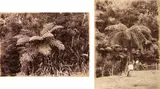 Ferns, Waitakere by Burton Brothers, two albumen prints, offered Jun 2022