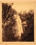 Thames Foy Brothers, Waterfall and Native Bush, albumen print