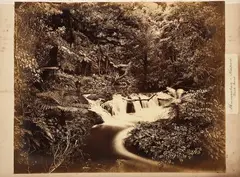 Photographer Unknown, Bush Scene, Mangawhare - Kaipara, albumen print