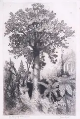 Trevor Lloyd, His Majesty the Kauri, etching