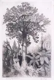 Trevor Lloyd, His Majesty the Kauri, etching