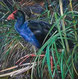 Rafael De Armas, Pukeko between the foliage, oil on canvas