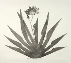 Jana Beer, Black Star, charcoal on paper, 2006