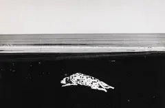 Anne Noble, Dalmation, Waitotara Beach 1985, black and white photograph