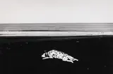 Anne Noble, Dalmation, Waitotara Beach 1985, black and white photograph