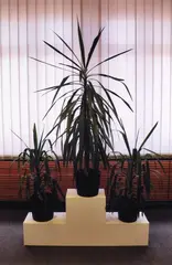 Stasi Plants by Seraphine Pick and Rob Cherry, type C print, 1/10, offered Jun 2022