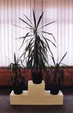 Seraphine Pick and Rob Cherry, Stasi Plants, type C print, 1/10