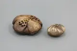 Len Castle, Two small sedge grass holders, stoneware with umber pigment wash, multiple apertures to the top