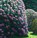 Karl Maughan, Valley Road