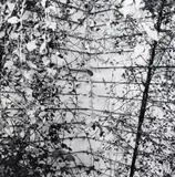 Peter Peryer, Ribbonwoods