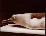 Laurence Aberhart, Albatross (Bird Skins Room No. 6), Taranaki St., Wellington, 30 October 1995