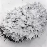 Ruapehu by Peter Peryer, gelatin silver print, sold Apr 2022