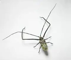 Elizabeth Thomson, Fiddler Beetle, cast bronze and paint