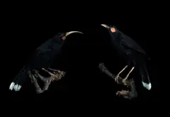 Fiona Pardington, Andrew’s Huia Pair, archival inkjet print on Hahnemuhle paper, 9/10