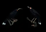 Fiona Pardington, Andrew’s Huia Pair, archival inkjet print on Hahnemuhle paper, 9/10