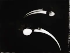 Mother and Daughter Huia, Otago Museum, 2006 by Fiona Pardington, 2006, gelatin silver hand-print,1/5, sold Dec 2021