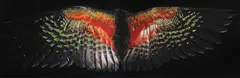 Fiona Pardington, Davis Kea Wings (Below), archival inkjet print on Hahnemuhle paper (diptych), 5/10