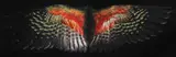 Fiona Pardington, Davis Kea Wings (Below), archival inkjet print on Hahnemuhle paper (diptych), 5/10