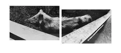 Pig by Fiona Pardington, gelatin silver prints, diptych, offered Nov 2021