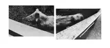 Fiona Pardington, Pig