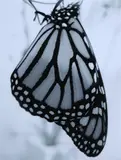 Butterfly by Peter Peryer, gelatin silver print, sold Nov 2021