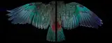 Fiona Pardington, Davis Kea Wings (Above), archival inkjet print on gessoed substrate, unique print in this medium from an edition of 10 (2015)