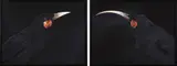 Andrew’s Huia by Fiona Pardington, archival inkjet prints on Hahnemuhle paper, diptych, 8/10, sold Mar 2021