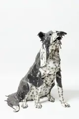 Molly by Hannah Kidd, mild steel, corrugated iron and acrylic paint, offered Feb 2021