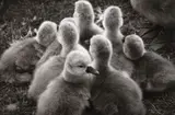 Anne Noble, Cygnets, black and white photograph, 1989