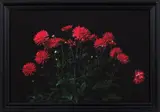 Roberta Thornley, Backyard Dahlias