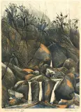 Stanley Palmer, Waterfalls, Huia, bamboo engraving, 6/60