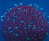 Michael Smither, Coral Head with Fish, screenprint, 11/50