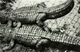 Peter Peryer, Alligators, Auckland Zoo
