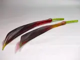 Ann Robinson, Twisted Flax Pods, cast glass, two parts