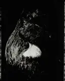 Fiona Pardington, 'Manu Tipua' Tui, silver-toned bromide fibrebased print, 2/5 (2006)