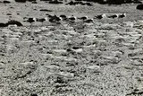 Peter Peryer, Birds, Chatham Islands, gelatin silver print, 4/24