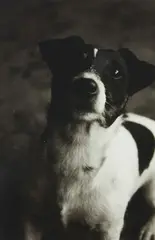 Billy by Peter Peryer, silver gelatin print, sold Jun 2020