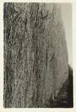 Peter Peryer, Bethlehem