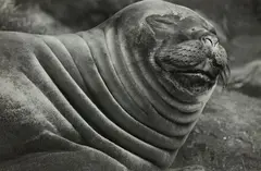 Sea Elephant by Peter Peryer, gelatin silver print, sold Jun 2020