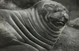 Peter Peryer, Sea Elephant