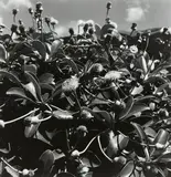 Peter Peryer, Marlborough Daisy